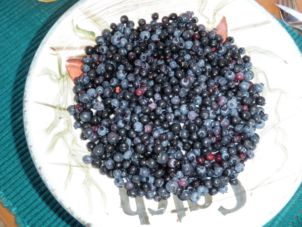 The bounty from our blueberry picking!