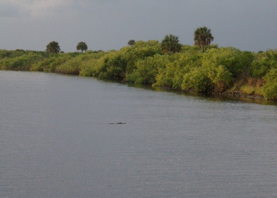 A large gator at our anchorage at Moore Haven, on the west side of Lake Okeechobee.