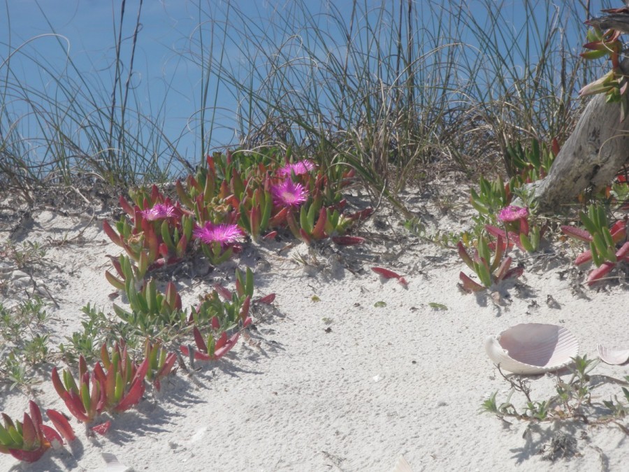 A blast of pink among Dog Island's hot, white sand dunes.