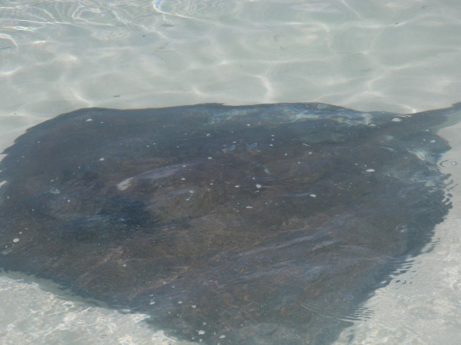 one of the resident rays who stops by to get fed scraps of conch from the Chat & Chill.