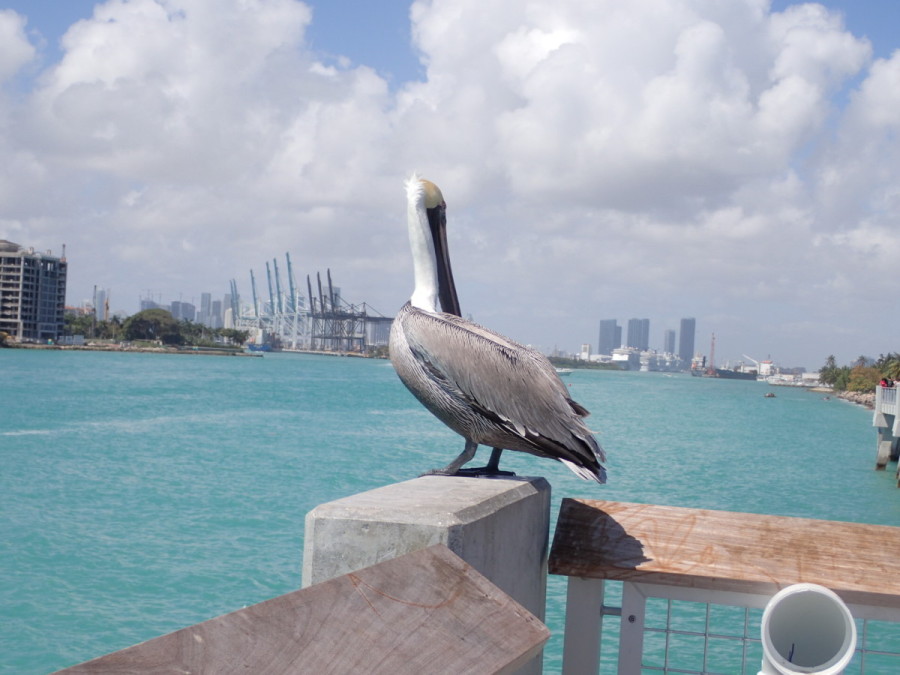 Government Cut, Miami harbour & skyline, and a resident pelican; this was taken from the South Point Park pier.