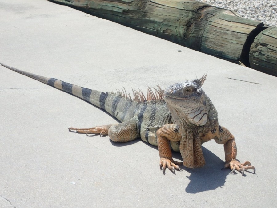 Upon arrival in Marathon we were greeted by 'King', reportedly the oldest (12 years) and biggest iguana in the Keys.