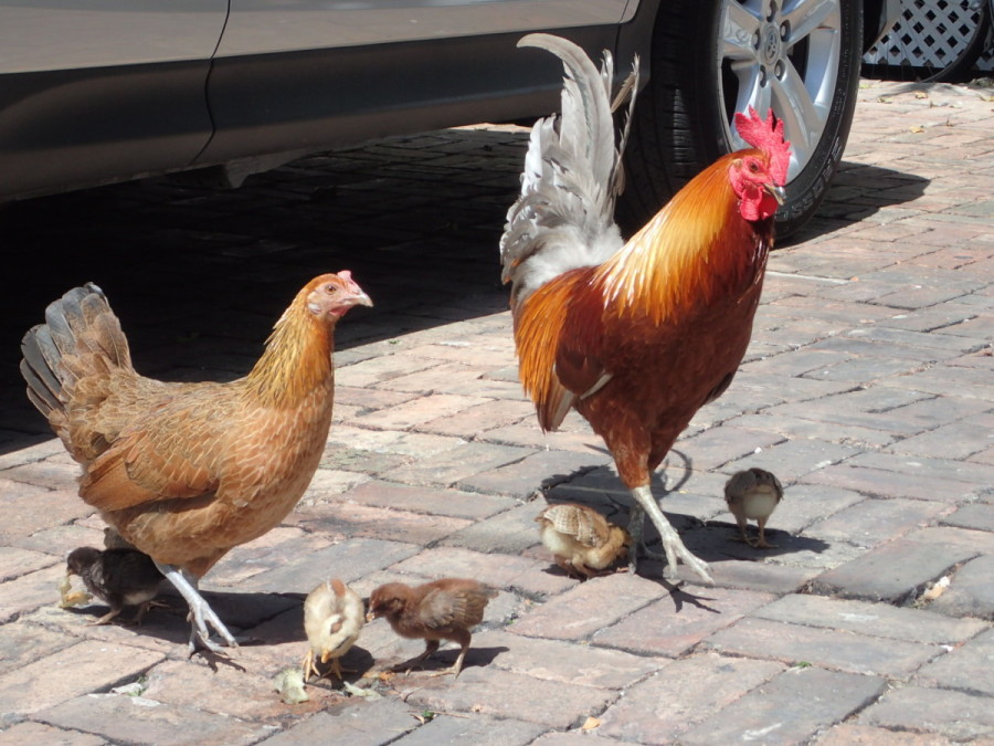 while other places we've visited have been known for the abundance of cats that rival the human population, in Key West it's roosters and chickens - they're everywhere!